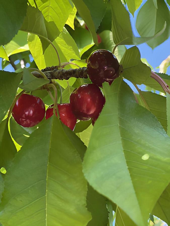 Gite Les Feuilles De Chene Villa Carpentras Exteriör bild